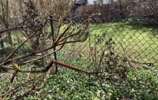 Alte Blütendolden an einer Kletterhortensie