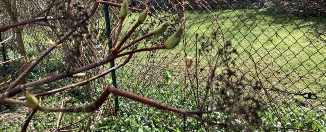 Alte Blütendolden an einer Kletterhortensie