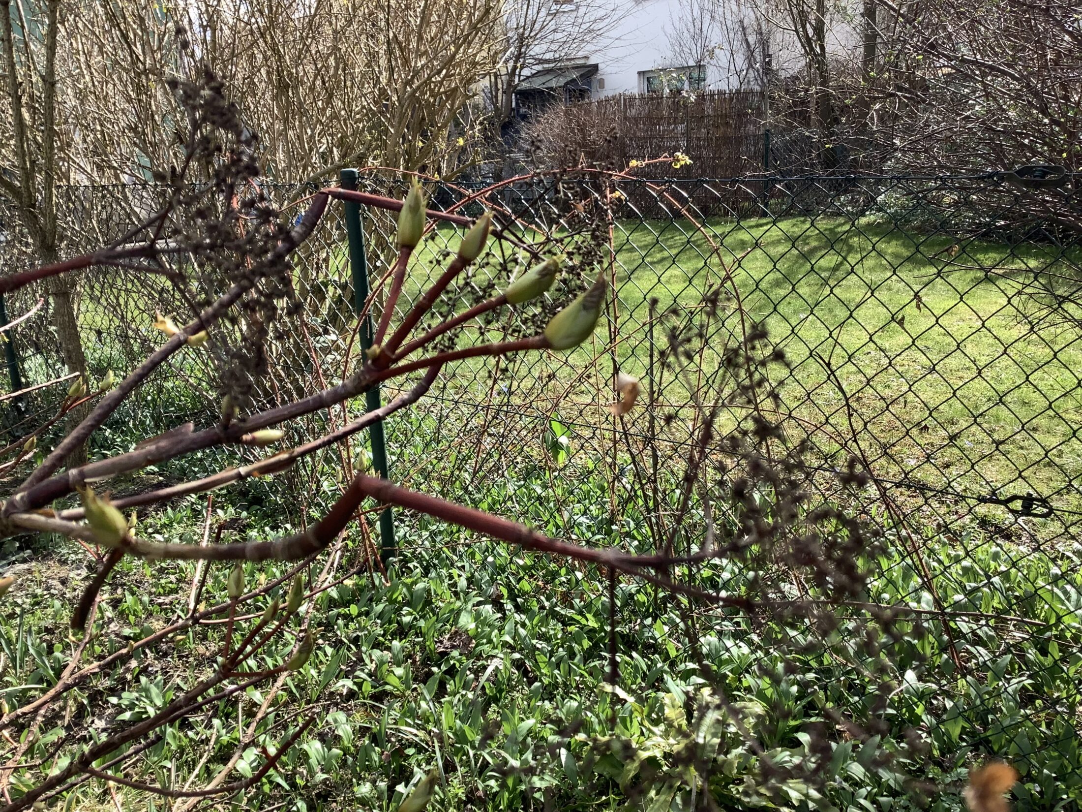 Alte Blütendolden an einer Kletterhortensie